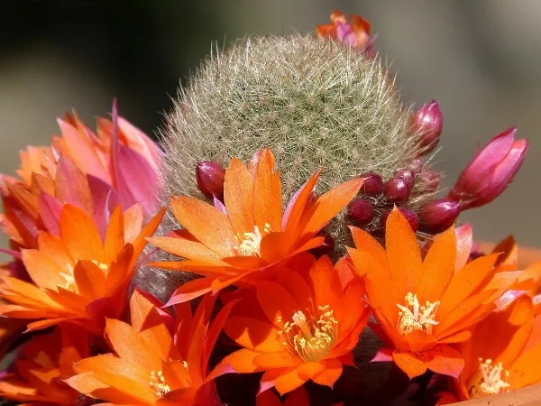 Nem tudod miért hal meg a kaktuszod? Kaktuszok és pozsgás növények gondozása és szaporítása szakszerűen